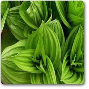 false hellebore - plant