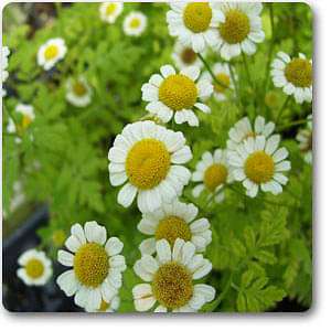 feverfew - plant