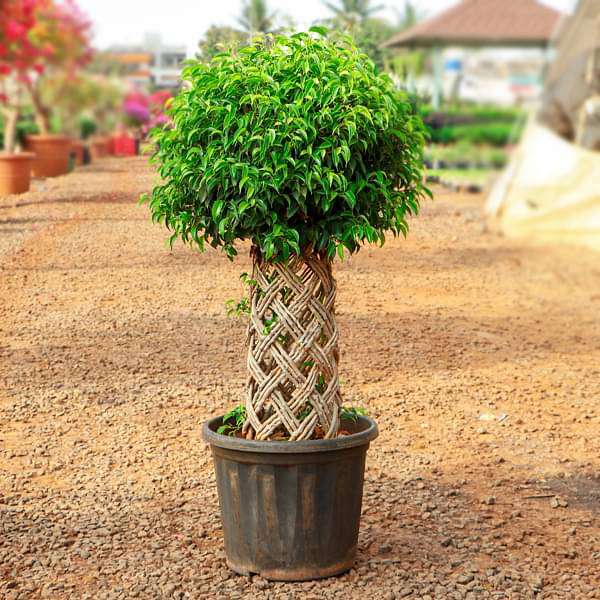 ficus bonsai round braided arrangement - plant