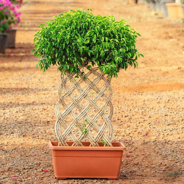 ficus bonsai vertical braided arrangement - plant