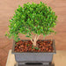 ficus microcarpa bonsai - plant