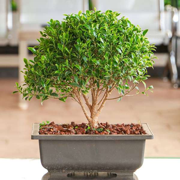 ficus microcarpa bonsai - plant