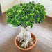 ficus panda bonsai - plant