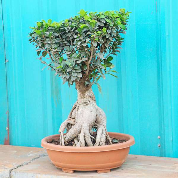 ficus panda bonsai - plant