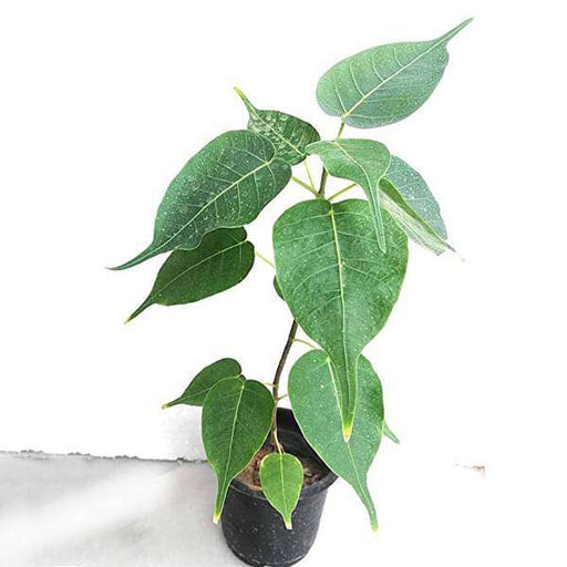 ficus religiosa - plant