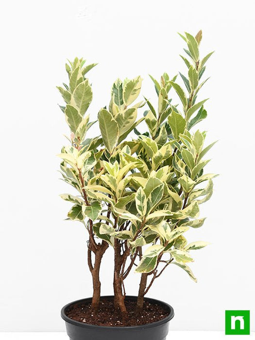 ficus safari - plant