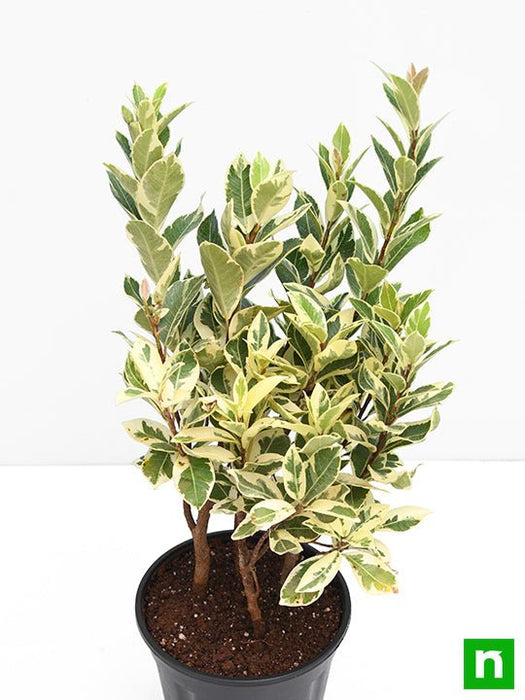 ficus safari - plant