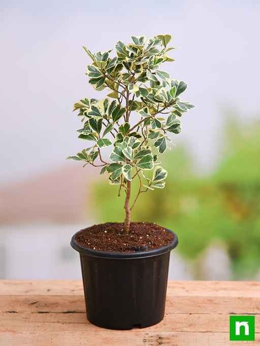 ficus triangularis variegata - plant