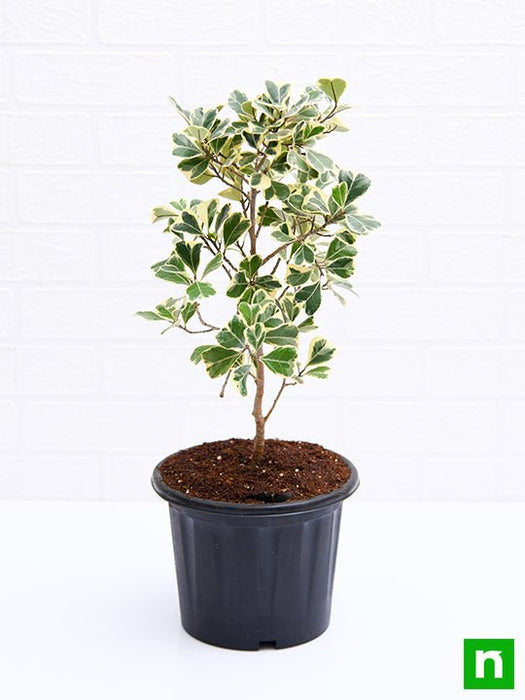 ficus triangularis variegata - plant