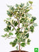 ficus triangularis variegata - plant