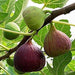 fig tree - plant