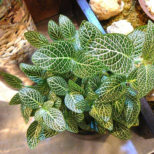 fittonia albivenis - plant