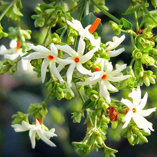 flower of west bengal - plant