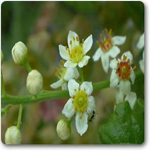 frankincense - plant