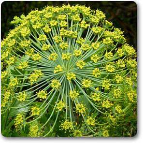 galbanum - plant