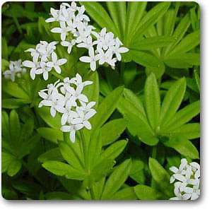 galium odoratum - plant