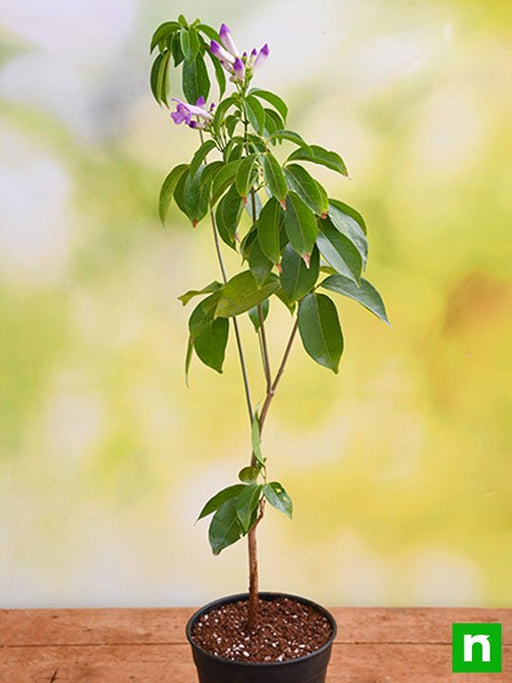 garlic creeper - plant