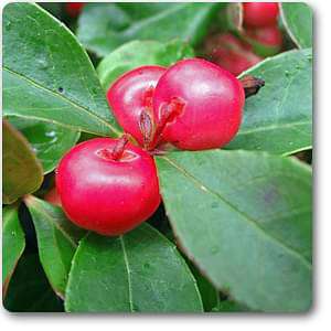 gaultheria procumbens - plant