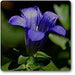 gentian - plant