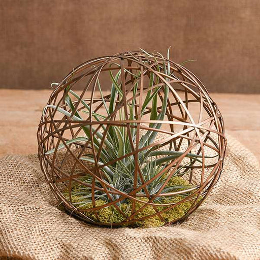 geo ball - plant