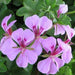 geranium ivy - plant