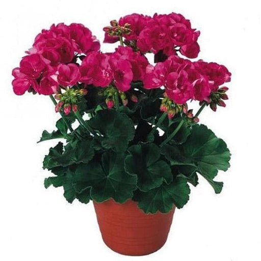 geranium ivy - plant