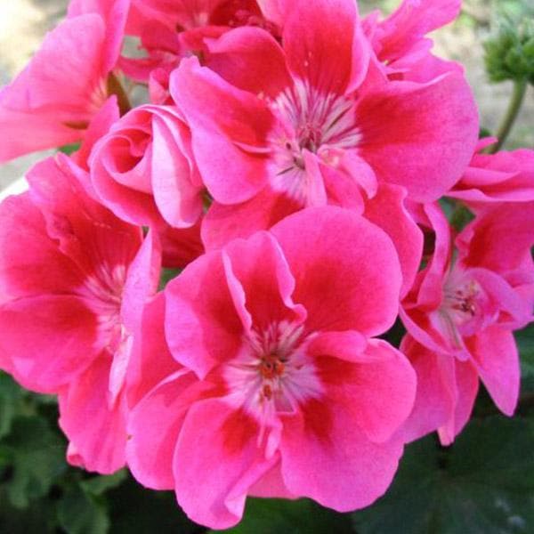 geranium ivy - plant