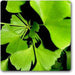 ginkgo biloba - plant