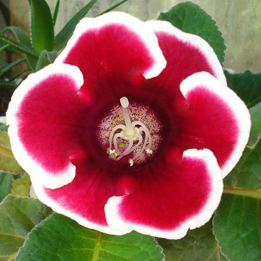 gloxinia (any color) - plant