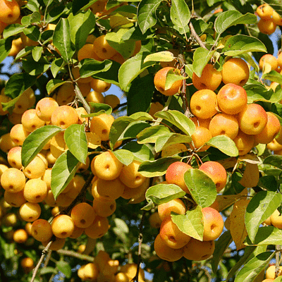 golden apple - plant