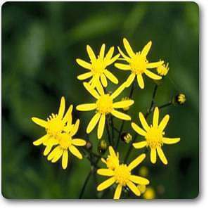 golden groundsel - plant