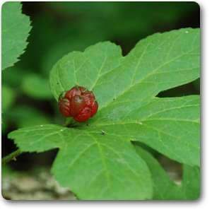 goldenseal - plant