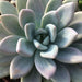 graptoveria opalina - plant