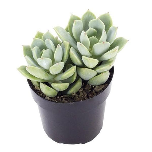 graptoveria opalina - plant