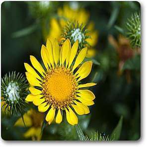 grindelia robusta - plant