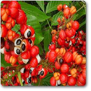 guarana - plant