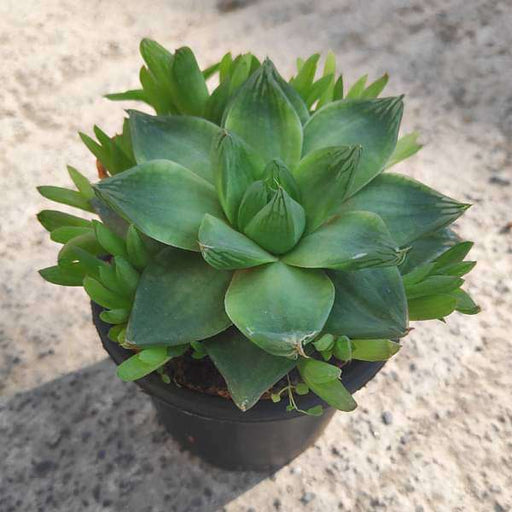 haworthia cymbiformis - plant