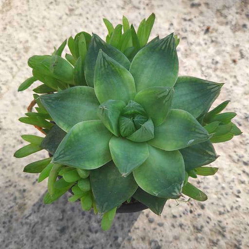 haworthia cymbiformis - plant