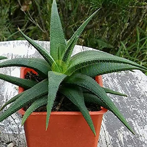 haworthia glabrata - plant