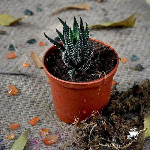 haworthia reinwardtii - plant