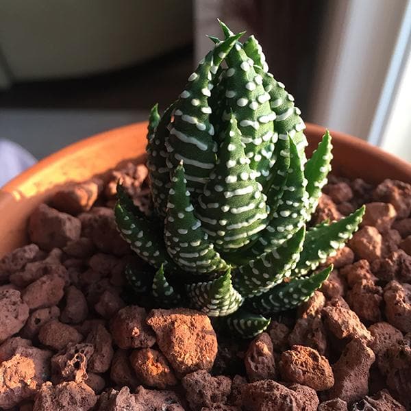 haworthia reinwardtii - plant