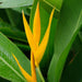 heliconia psittacorum golden tourch - plant