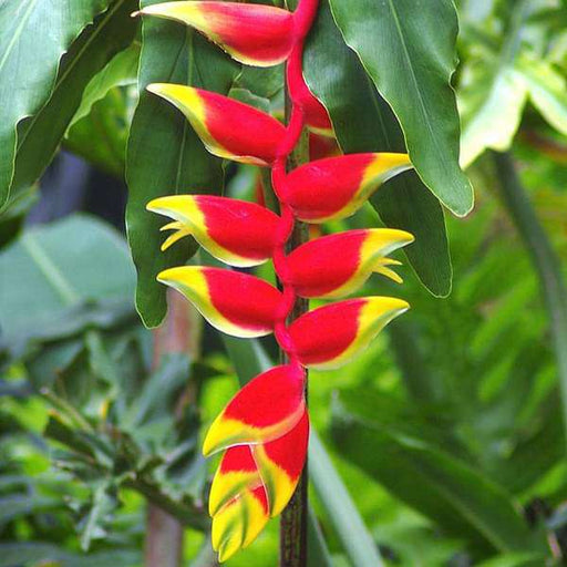 heliconia rostrata - plant