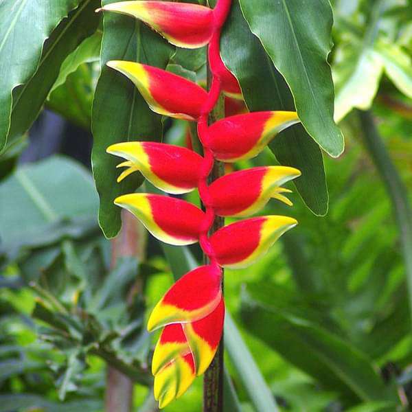 heliconia rostrata - plant