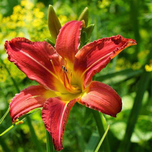 hemerocallis - plant