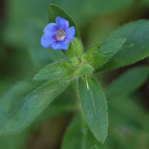 hemigraphis latebrosa - plant