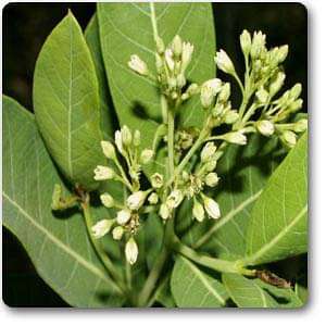 hemp dogbane - plant