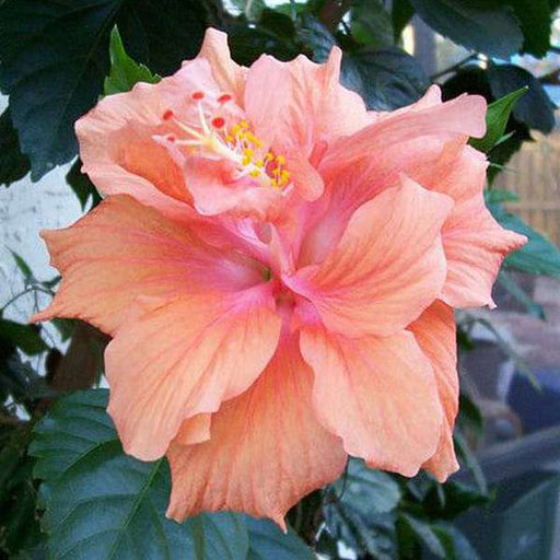 hibiscus - plant