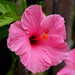 hibiscus - plant