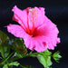 hibiscus - plant